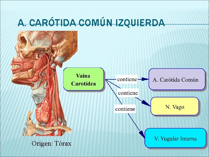 A. CARÓTIDA COMÚN IZQUIERDA Origen: Tórax 