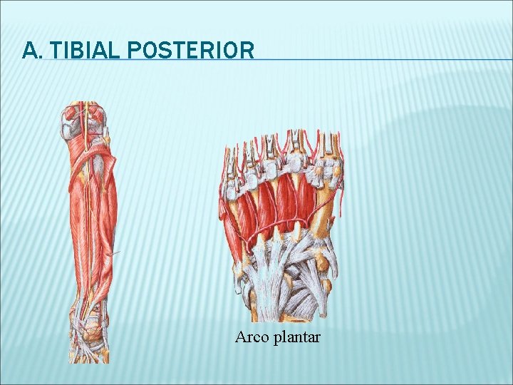 A. TIBIAL POSTERIOR Arco plantar 