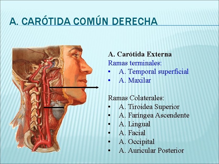 A. CARÓTIDA COMÚN DERECHA A. Carótida Externa Ramas terminales: • A. Temporal superficial •