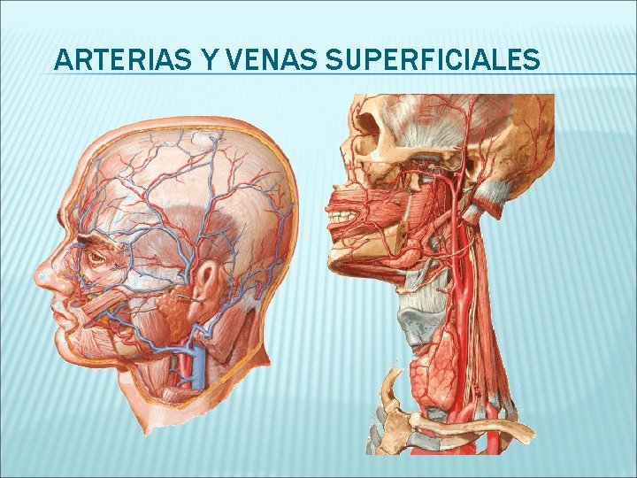 ARTERIAS Y VENAS SUPERFICIALES 