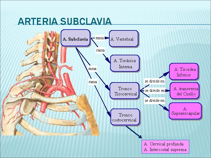 ARTERIA SUBCLAVIA A. Subclavia rama A. Vertebral rama A. Torácica Interna A. Tiroidea Inferior