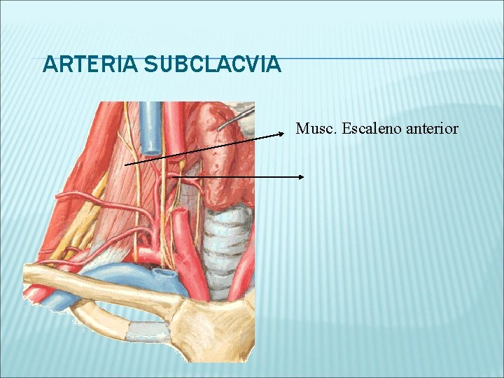 ARTERIA SUBCLACVIA Musc. Escaleno anterior 