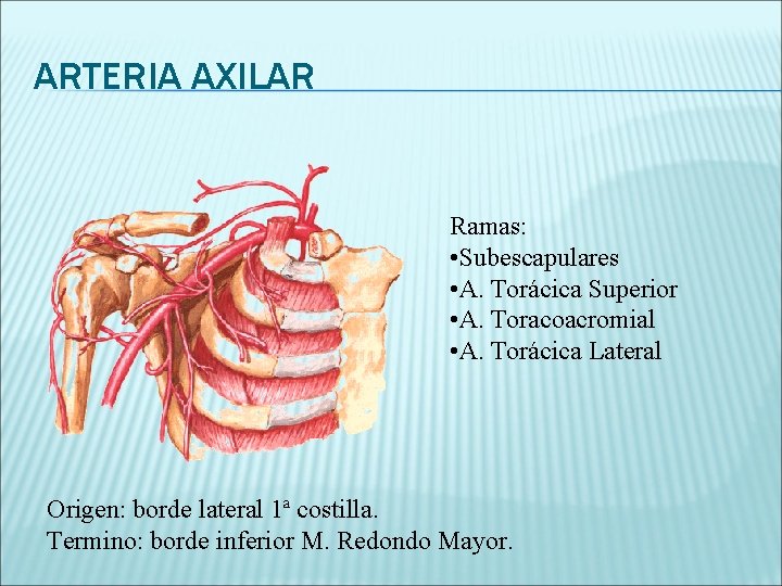 ARTERIA AXILAR Ramas: • Subescapulares • A. Torácica Superior • A. Toracoacromial • A.