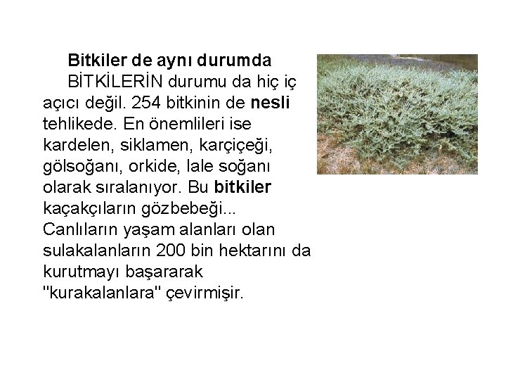  Bitkiler de aynı durumda BİTKİLERİN durumu da hiç iç açıcı değil. 254 bitkinin
