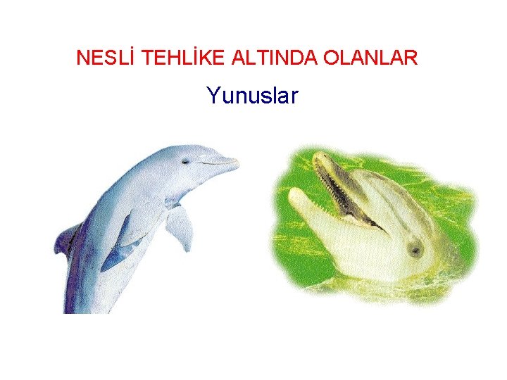 NESLİ TEHLİKE ALTINDA OLANLAR Yunuslar 