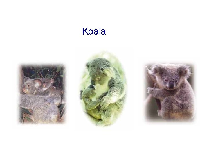 Koala 