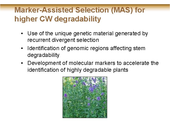 Marker-Assisted Selection (MAS) for higher CW degradability • Use of the unique genetic material