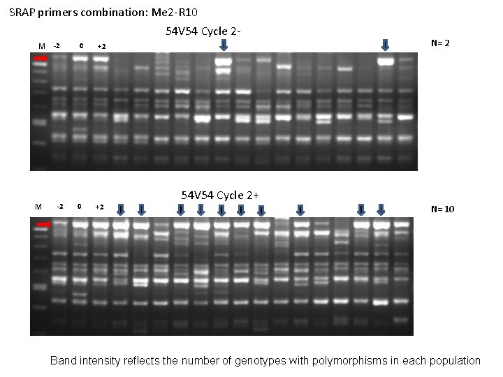 SRAP primers combination: Me 2 -R 10 54 V 54 Cycle 2 M -2