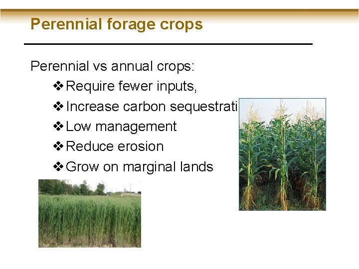 Perennial forage crops Perennial vs annual crops: v Require fewer inputs, v Increase carbon