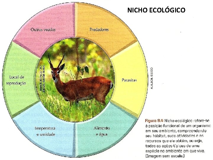 NICHO ECOLÓGICO 