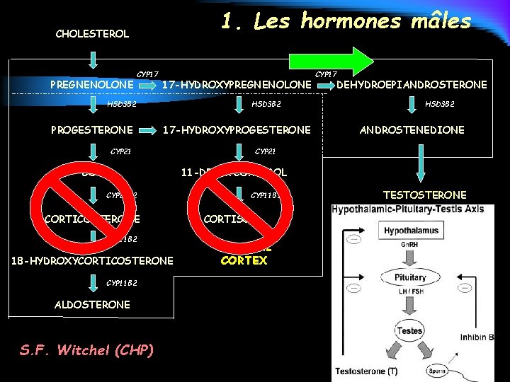 1. Les hormones mâles CHOLESTEROL PREGNENOLONE CYP 17 17 -HYDROXYPREGNENOLONE HSD 3 B 2