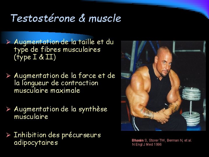 Testostérone & muscle Ø Augmentation de la taille et du type de fibres musculaires