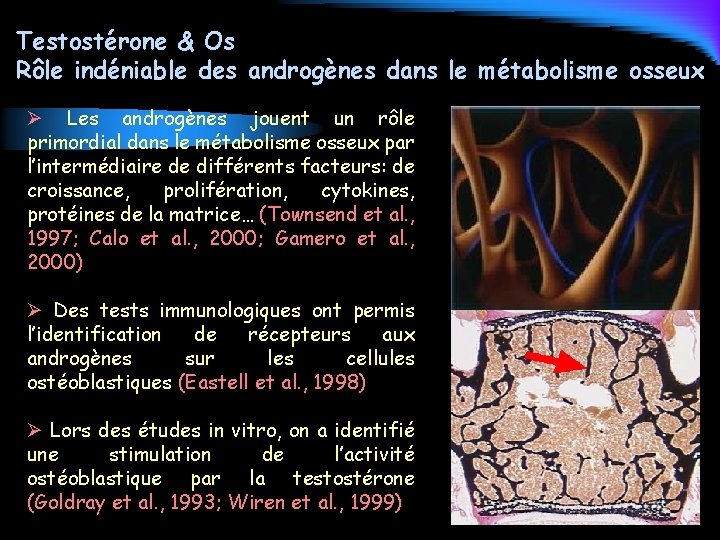 Testostérone & Os Rôle indéniable des androgènes dans le métabolisme osseux Ø Les androgènes