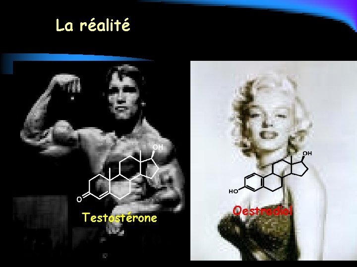 La réalité Testostérone Oestradiol 