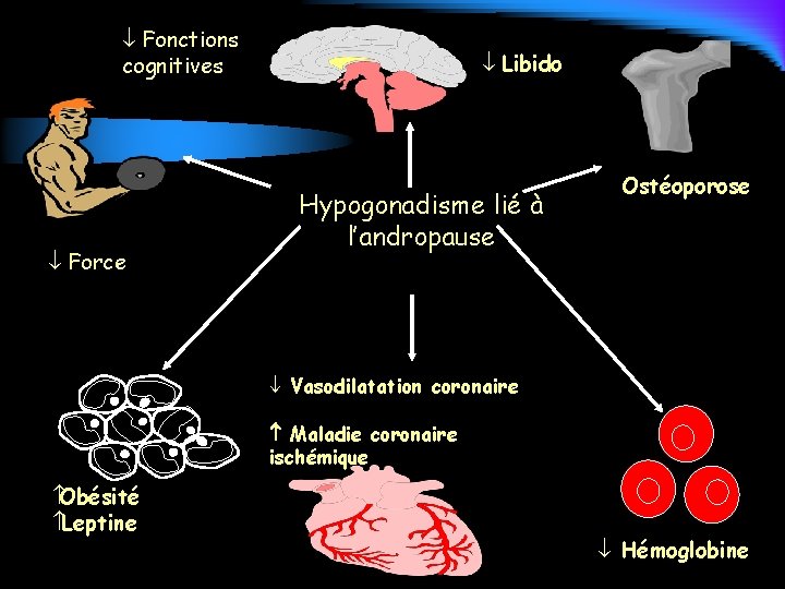  Fonctions cognitives Force Libido Hypogonadisme lié à l’andropause Ostéoporose Vasodilatation coronaire Maladie coronaire
