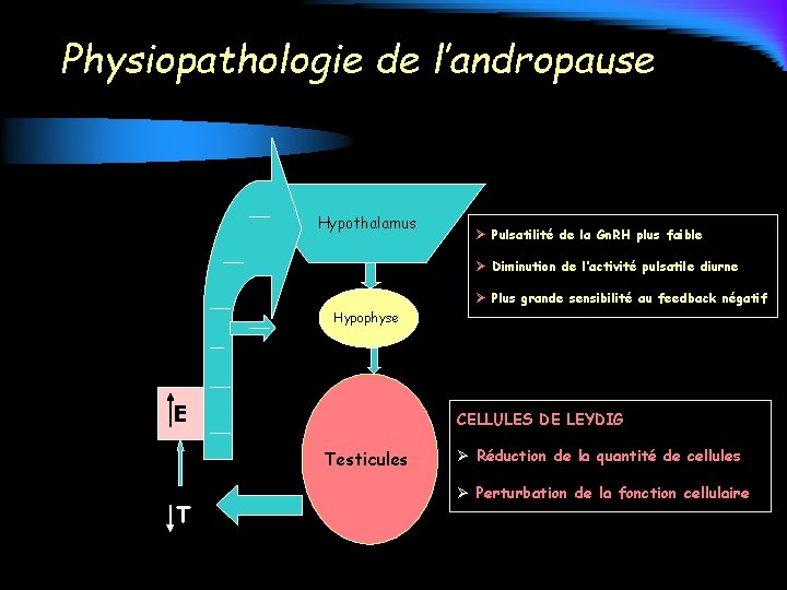 Physiopathologie de l’andropause Hypothalamus Ø Pulsatilité de la Gn. RH plus faible Ø Diminution