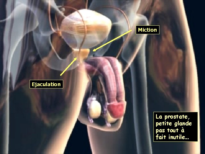 Miction Ejaculation La prostate, petite glande pas tout à fait inutile… 