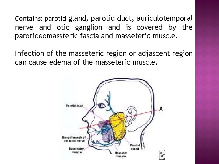Contains: parotid gland, parotid duct, auriculotemporal nerve and otic ganglion and is covered by
