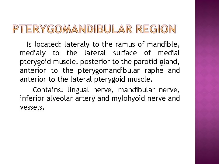 Is located: lateraly to the ramus of mandible, medialy to the lateral surface of
