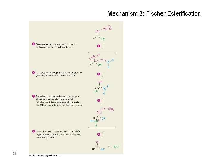 Mechanism 3: Fischer Esterification 23 