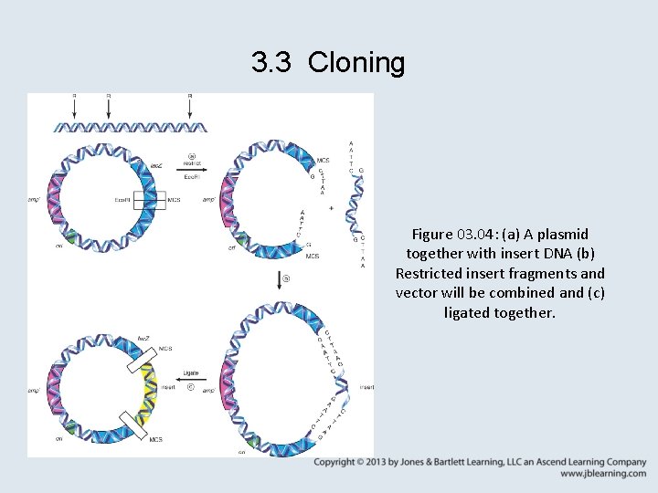 3. 3 Cloning Figure 03. 04: (a) A plasmid together with insert DNA (b)