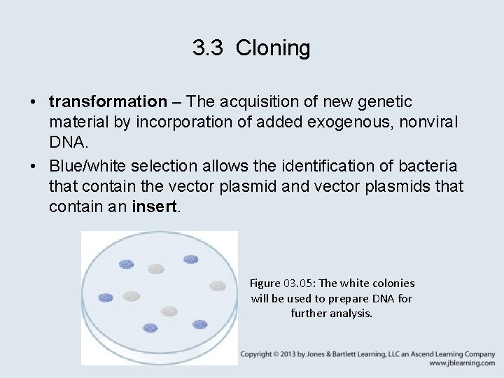 3. 3 Cloning • transformation – The acquisition of new genetic material by incorporation