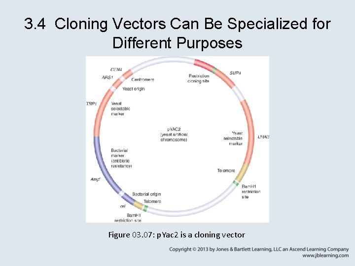 3. 4 Cloning Vectors Can Be Specialized for Different Purposes Figure 03. 07: p.