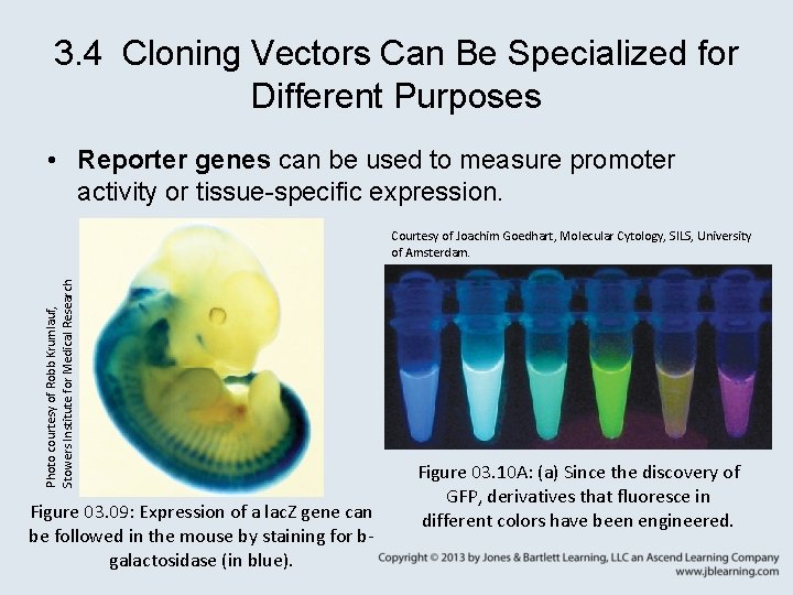 3. 4 Cloning Vectors Can Be Specialized for Different Purposes • Reporter genes can