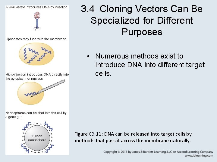 3. 4 Cloning Vectors Can Be Specialized for Different Purposes • Numerous methods exist