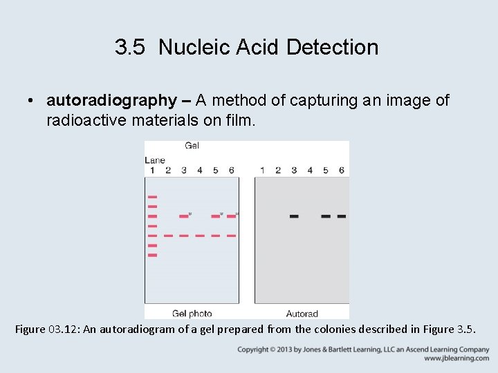 3. 5 Nucleic Acid Detection • autoradiography – A method of capturing an image