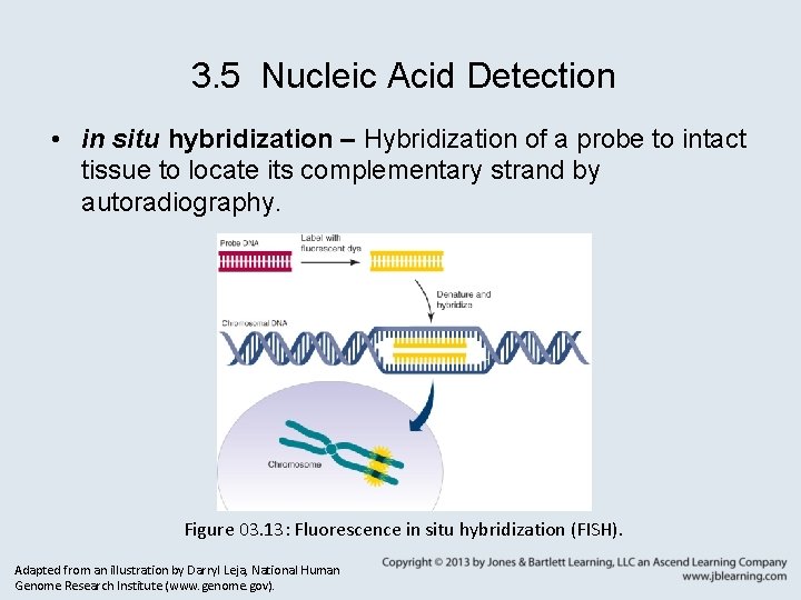 3. 5 Nucleic Acid Detection • in situ hybridization – Hybridization of a probe