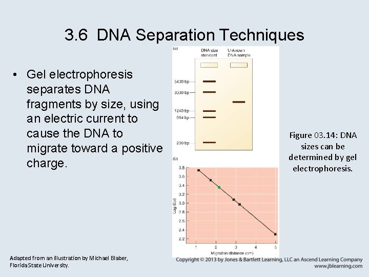 3. 6 DNA Separation Techniques • Gel electrophoresis separates DNA fragments by size, using