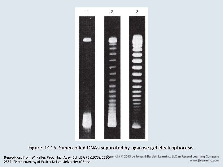 Figure 03. 15: Supercoiled DNAs separated by agarose gel electrophoresis. Reproduced from W. Keller,