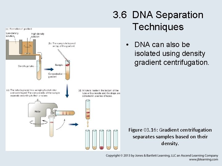 3. 6 DNA Separation Techniques • DNA can also be isolated using density gradient