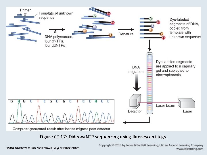 Figure 03. 17: Dideoxy. NTP sequencing using fluorescent tags. Photo courtesy of Jan Kieleczawa,
