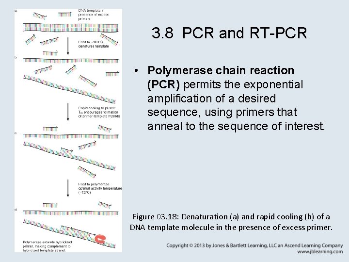 3. 8 PCR and RT-PCR • Polymerase chain reaction (PCR) permits the exponential amplification