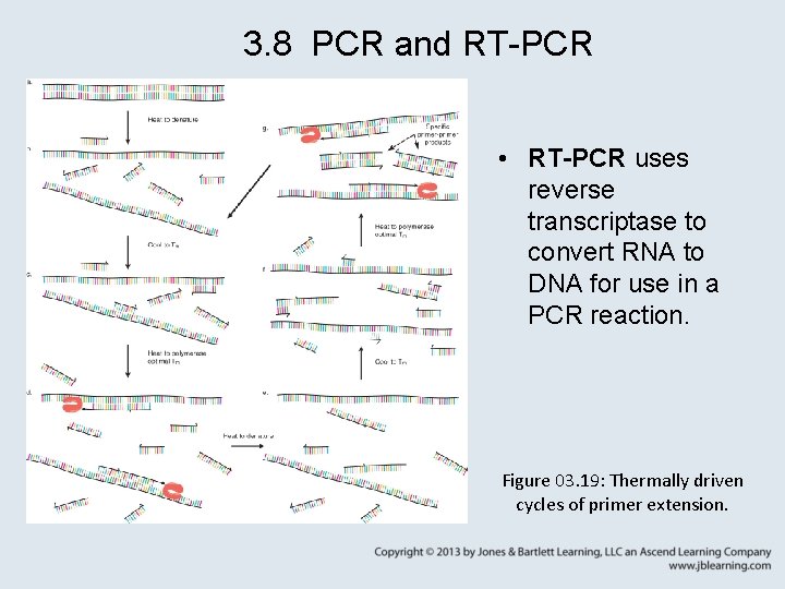 3. 8 PCR and RT-PCR • RT-PCR uses reverse transcriptase to convert RNA to