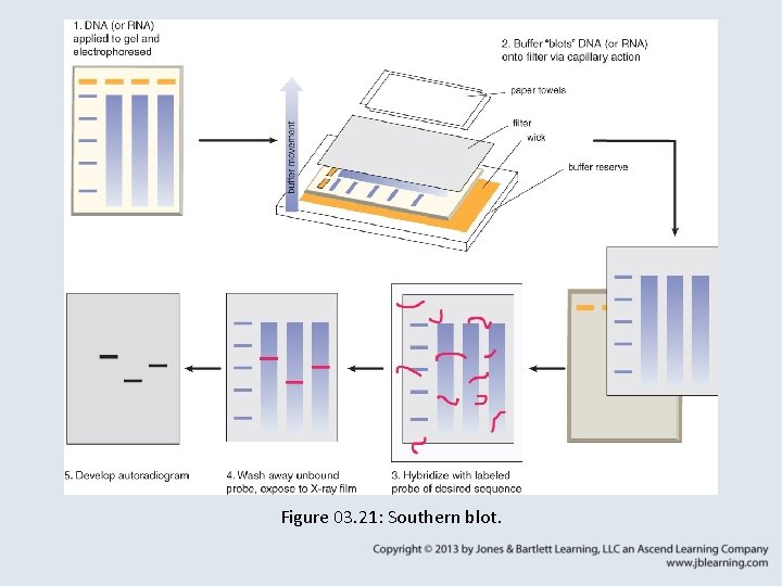 Figure 03. 21: Southern blot. 