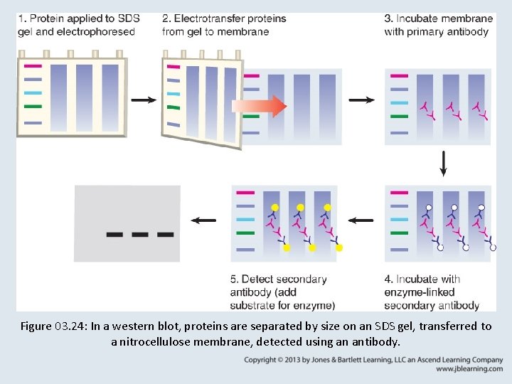 Figure 03. 24: In a western blot, proteins are separated by size on an