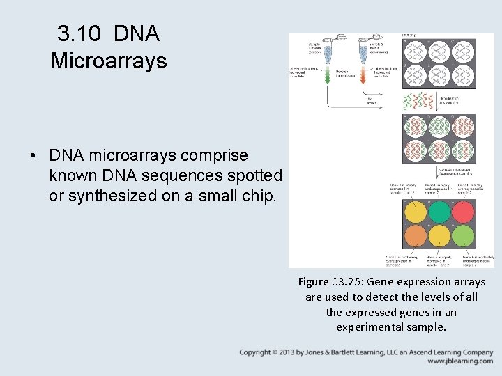 3. 10 DNA Microarrays • DNA microarrays comprise known DNA sequences spotted or synthesized