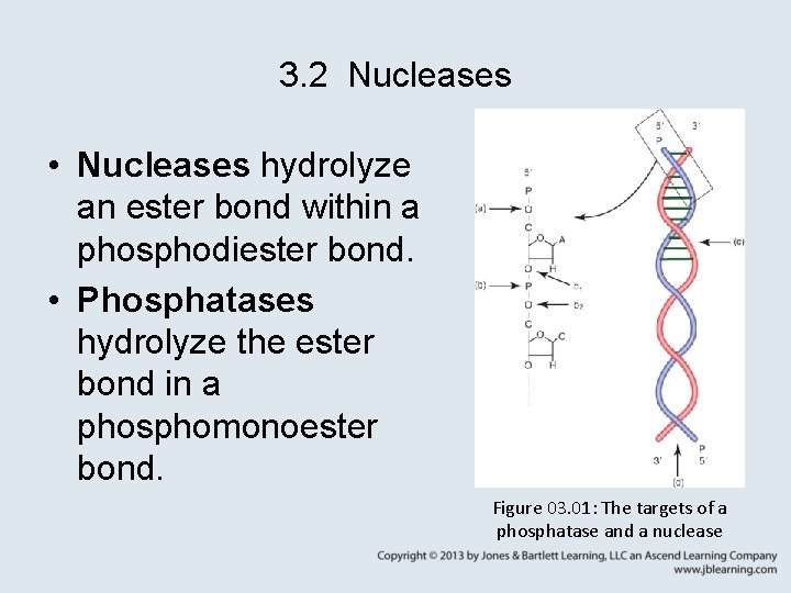 3. 2 Nucleases • Nucleases hydrolyze an ester bond within a phosphodiester bond. •
