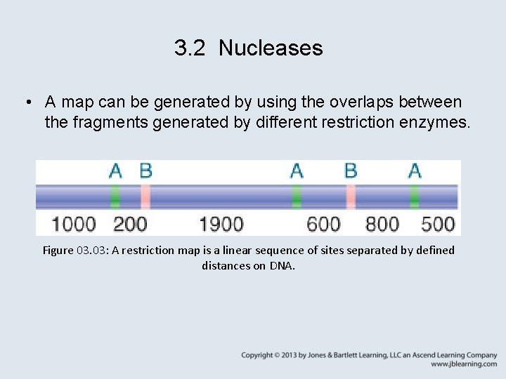 3. 2 Nucleases • A map can be generated by using the overlaps between