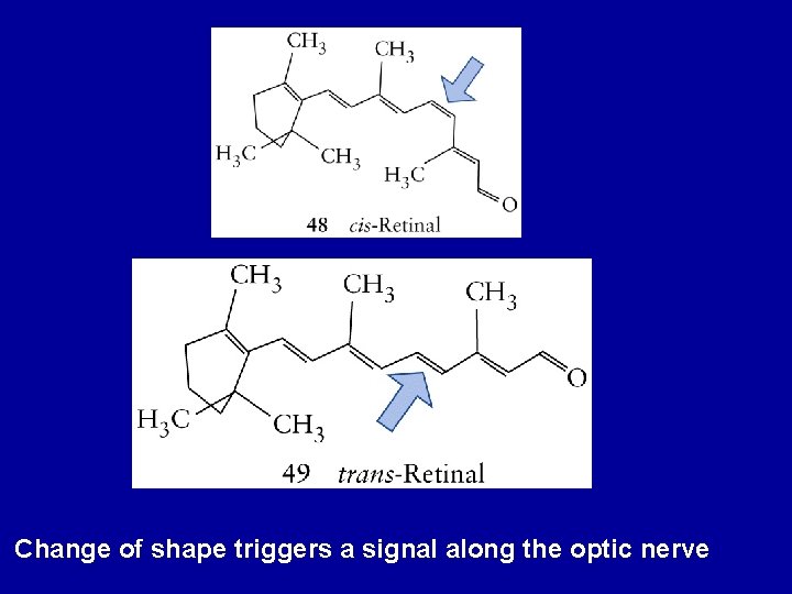 Change of shape triggers a signal along the optic nerve 