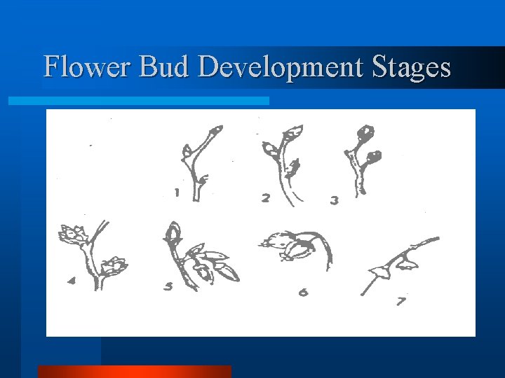 Flower Bud Development Stages 