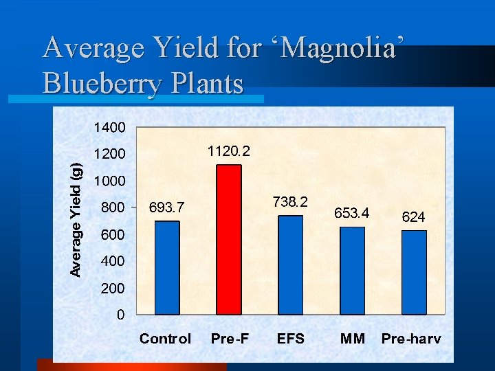Average Yield for ‘Magnolia’ Blueberry Plants 