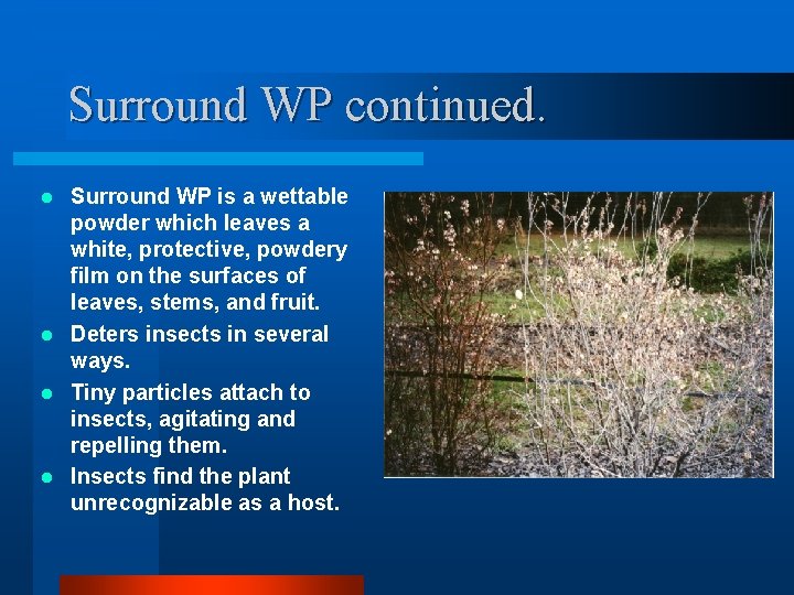 Surround WP continued. Surround WP is a wettable powder which leaves a white, protective,