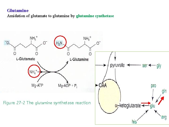 Glutamine Amidation of glutamate to glutamine by glutamine synthetase Figure 27 -2 The glutamine