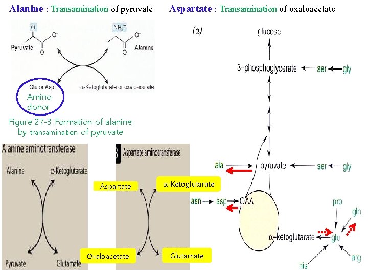 Alanine : Transamination of pyruvate Aspartate : Transamination of oxaloacetate Amino donor Figure 27