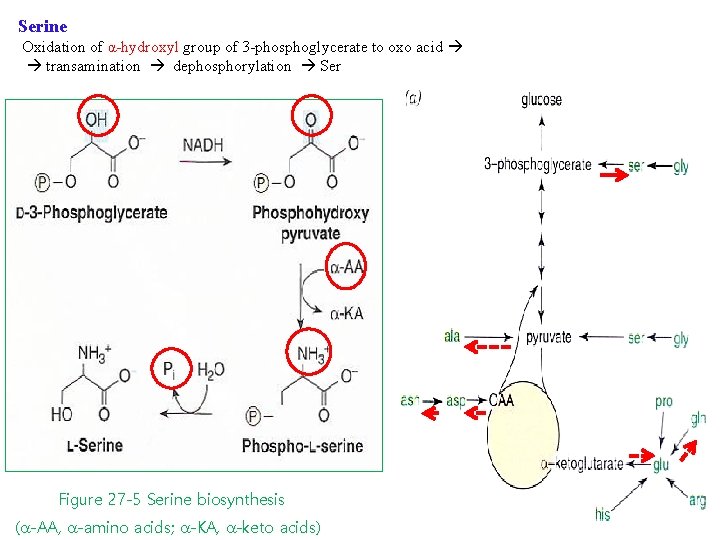 Serine Oxidation of α-hydroxyl group of 3 -phosphoglycerate to oxo acid transamination dephosphorylation Ser