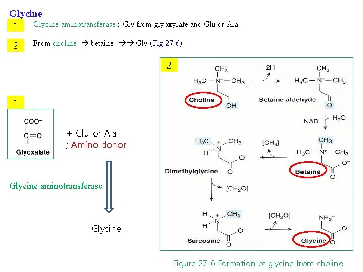 Glycine 1 ② 2 Glycine aminotransferase : Gly from glyoxylate and Glu or Ala